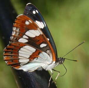 Nymphalidae-Limenitinae-Limenitis reducta (le Sylvain azuré)-Gagnières, Copie de 000428