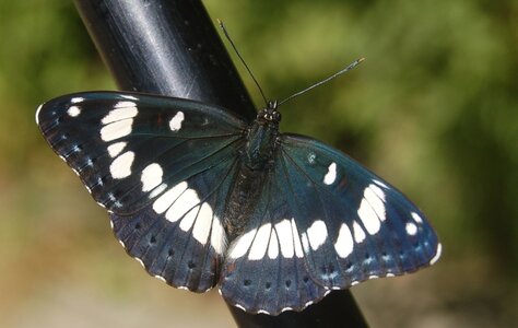 Nymphalidae-Limenitinae-Limenitis reducta (le Sylvain azuré)-Gagnières, Copie de 000431