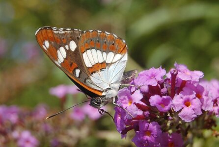 Nymphalidae-Limenitinae-Limenitis reducta (le Sylvain azuré)-Gagnières, Copie de 001443