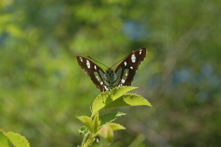 Nymphalidae-Limenitinae-Limenitis reducta (le Sylvain azuré)-Gagnières, DSC_0126