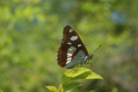 Nymphalidae-Limenitinae-Limenitis reducta (le Sylvain azuré)-Gagnières, DSC_0127
