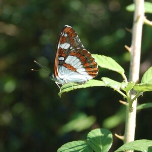 Nymphalidae-Limenitinae-Limenitis reducta (le Sylvain azuré)-Gagnières, DSC_0147A