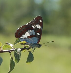 Nymphalidae-Limenitinae-Limenitis reducta (le Sylvain azuré)-Gagnières, DSC_0170A