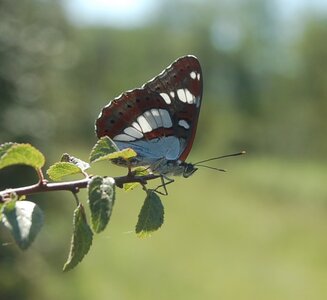Nymphalidae-Limenitinae-Limenitis reducta (le Sylvain azuré)-Gagnières, DSC_0174A