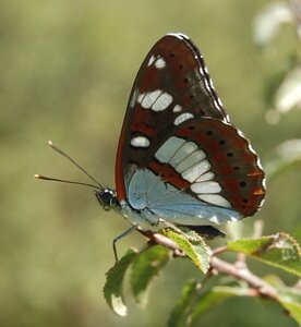 Nymphalidae-Limenitinae-Limenitis reducta (le Sylvain azuré)-Gagnières, DSC_0183A