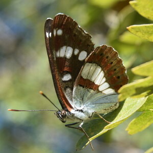 Nymphalidae-Limenitinae-Limenitis reducta (le Sylvain azuré)-Gagnières, DSC_0187  2 