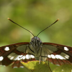Nymphalidae-Limenitinae-Limenitis reducta (le Sylvain azuré)-Gagnières, DSC_0188