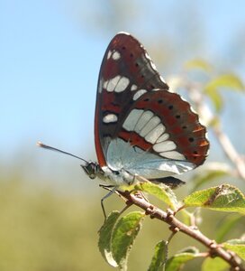 Nymphalidae-Limenitinae-Limenitis reducta (le Sylvain azuré)-Gagnières, DSC_0188A
