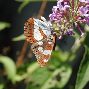 Nymphalidae-Limenitinae-Limenitis reducta (le Sylvain azuré)-Gagnières, DSC_0197A