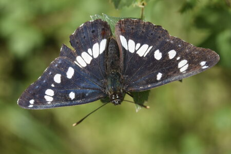 Nymphalidae-Limenitinae-Limenitis reducta (le Sylvain azuré)-Gagnières, DSC_0198