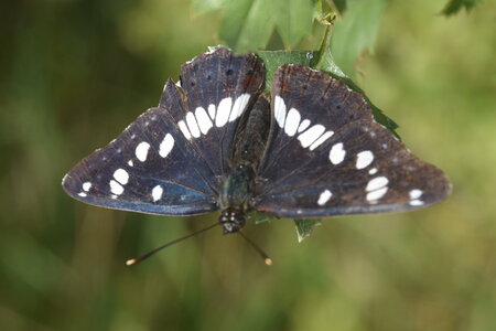 Nymphalidae-Limenitinae-Limenitis reducta (le Sylvain azuré)-Gagnières, DSC_0199