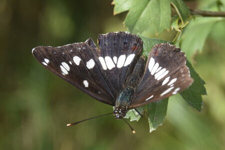 Nymphalidae-Limenitinae-Limenitis reducta (le Sylvain azuré)-Gagnières, DSC_0201