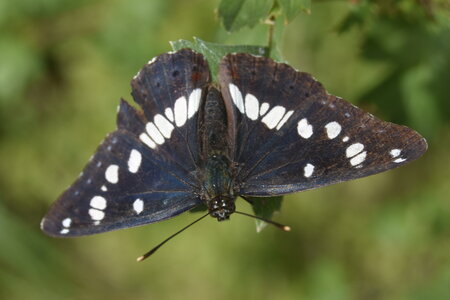 Nymphalidae-Limenitinae-Limenitis reducta (le Sylvain azuré)-Gagnières, DSC_0202