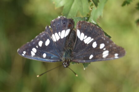 Nymphalidae-Limenitinae-Limenitis reducta (le Sylvain azuré)-Gagnières, DSC_0203