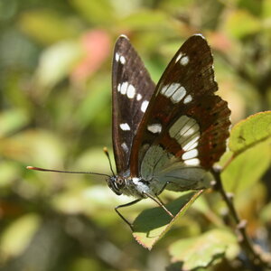 Nymphalidae-Limenitinae-Limenitis reducta (le Sylvain azuré)-Gagnières, DSC_0204  2 