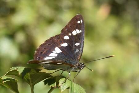 Nymphalidae-Limenitinae-Limenitis reducta (le Sylvain azuré)-Gagnières, DSC_0207