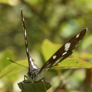 Nymphalidae-Limenitinae-Limenitis reducta (le Sylvain azuré)-Gagnières, DSC_0209