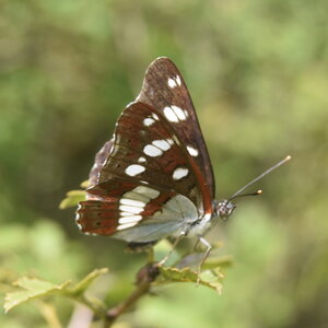 Nymphalidae-Limenitinae-Limenitis reducta (le Sylvain azuré)-Gagnières, DSC_0215