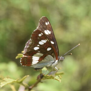 Nymphalidae-Limenitinae-Limenitis reducta (le Sylvain azuré)-Gagnières, DSC_0216  2 