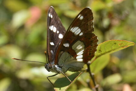 Nymphalidae-Limenitinae-Limenitis reducta (le Sylvain azuré)-Gagnières, DSC_0217  2 