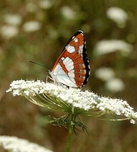 Nymphalidae-Limenitinae-Limenitis reducta (le Sylvain azuré)-Gagnières, DSC_0217