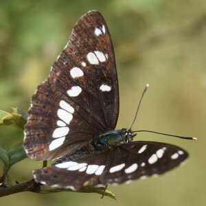 Nymphalidae-Limenitinae-Limenitis reducta (le Sylvain azuré)-Gagnières, DSC_0219