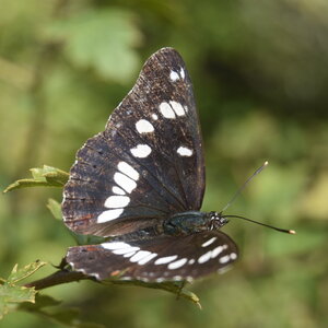 Nymphalidae-Limenitinae-Limenitis reducta (le Sylvain azuré)-Gagnières, DSC_0222
