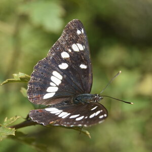 Nymphalidae-Limenitinae-Limenitis reducta (le Sylvain azuré)-Gagnières, DSC_0224