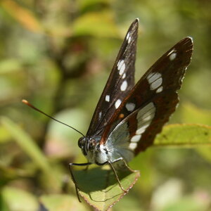 Nymphalidae-Limenitinae-Limenitis reducta (le Sylvain azuré)-Gagnières, DSC_0225  2 