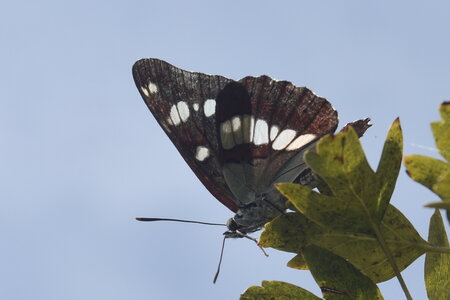 Nymphalidae-Limenitinae-Limenitis reducta (le Sylvain azuré)-Gagnières, DSC_0228