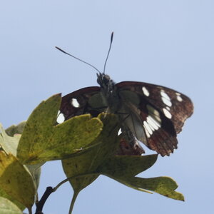 Nymphalidae-Limenitinae-Limenitis reducta (le Sylvain azuré)-Gagnières, DSC_0229