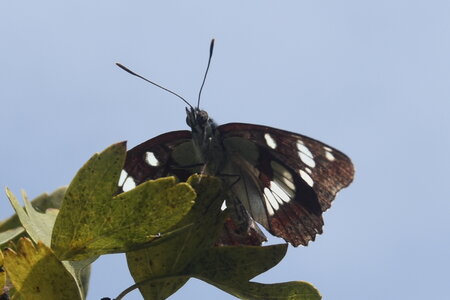 Nymphalidae-Limenitinae-Limenitis reducta (le Sylvain azuré)-Gagnières, DSC_0231