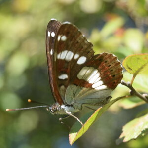 Nymphalidae-Limenitinae-Limenitis reducta (le Sylvain azuré)-Gagnières, DSC_0233  2 
