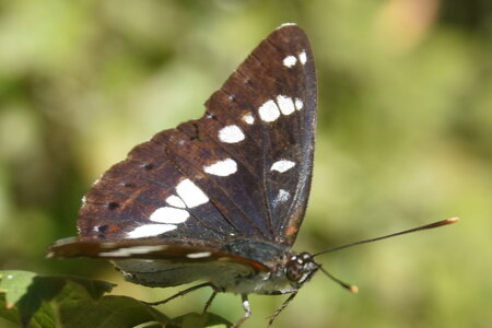 Nymphalidae-Limenitinae-Limenitis reducta (le Sylvain azuré)-Gagnières, DSC_0236  2 