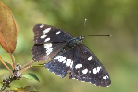 Nymphalidae-Limenitinae-Limenitis reducta (le Sylvain azuré)-Gagnières, DSC_0237