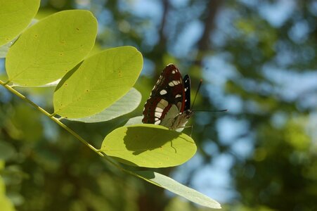 Nymphalidae-Limenitinae-Limenitis reducta (le Sylvain azuré)-Gagnières, DSC_0416a