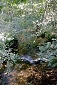 2004-1 randonnées, 20040718-017 Rand 18 _ le ru des dames _ 18 juil 04