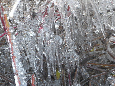 2020 01 11 La Batie Gel au jardin, 2020_01_11 La Batie Gel au jardin  103