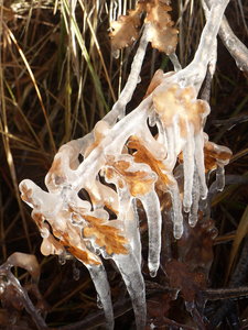 2020 01 11 La Batie Gel au jardin, 2020_01_11 La Batie Gel au jardin  104