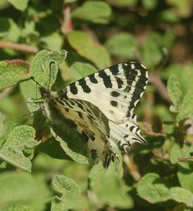 Zerynthia cerisyi - Samos, 000996