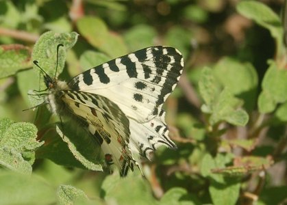Zerynthia cerisyi - Samos, 001000