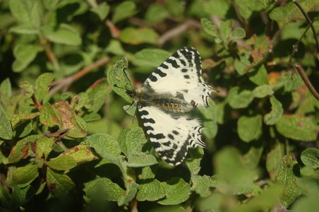 Zerynthia cerisyi - Samos, 001025