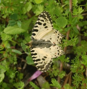 Zerynthia cerisyi - Samos, DSC_0227A