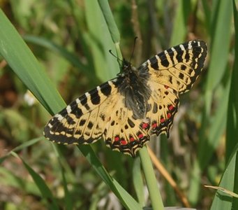 Zerynthia cerisyi - Samos, DSC_0584a