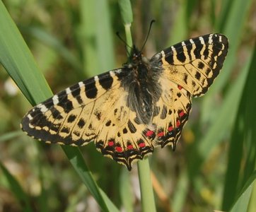 Zerynthia cerisyi - Samos, DSC_0589a