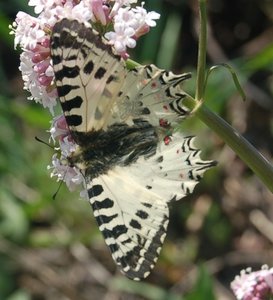 Zerynthia cerisyi - Samos, DSC_0609a