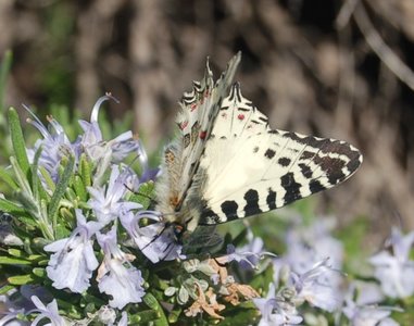 Zerynthia cerisyi - Samos, DSC_0635a