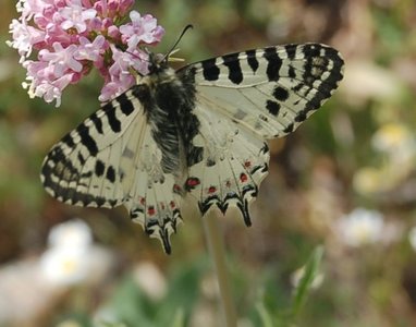 Zerynthia cerisyi - Samos, DSC_0672a