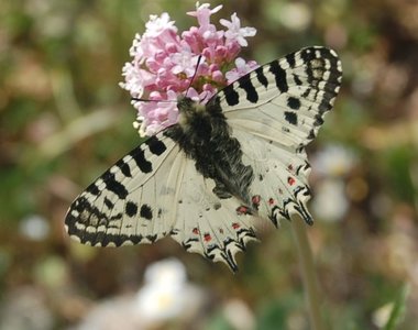 Zerynthia cerisyi - Samos, DSC_0674a