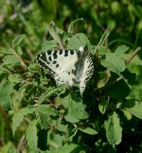 Zerynthia cerisyi - Samos, DSC_0057